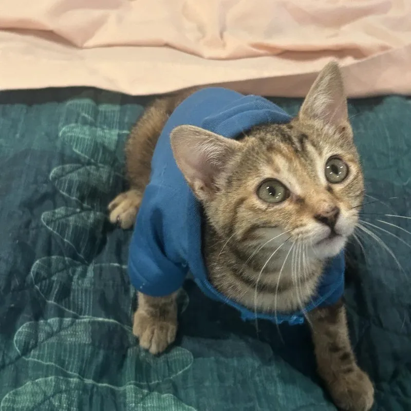 A baby small-sized female Torbie Domestic Short Hair cat named Cavalier Calvary for adoption in Fredericksburg, VA