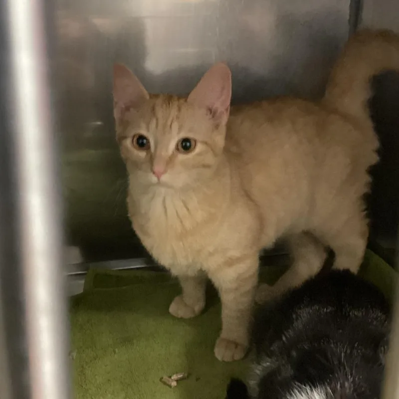A young small-sized male Orange / Red Domestic Short Hair cat named Sunny for adoption in Pittsford, VT