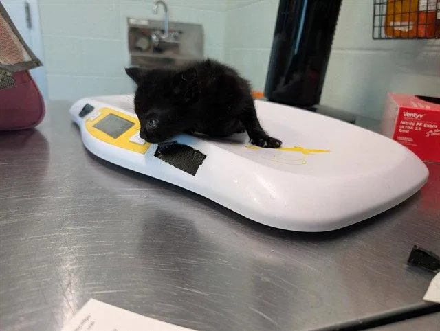 A baby small-sized female Black & White / Tuxedo Domestic Short Hair cat named Dani for adoption in Tavares, FL