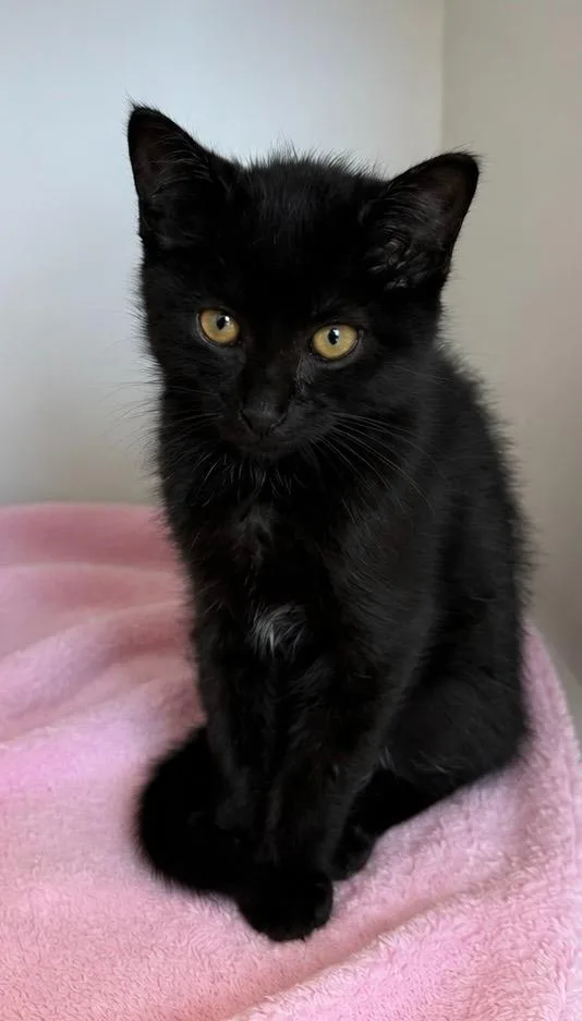 A baby small-sized male Domestic Short Hair cat named Vinnie for adoption in Columbia, TN