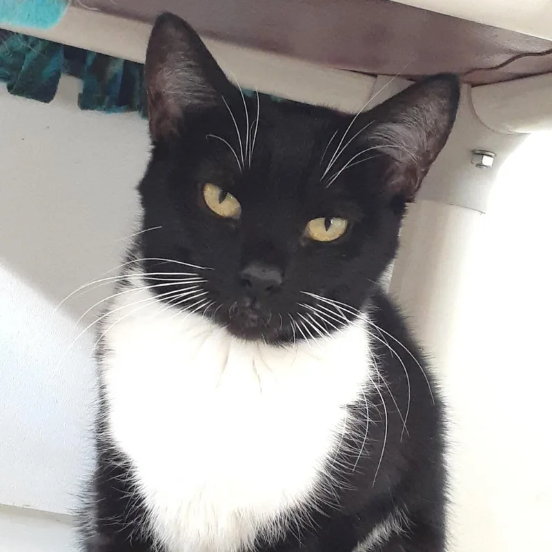 An adult medium-sized female Black Domestic Short Hair cat named Amy for adoption in Pittsburgh, PA