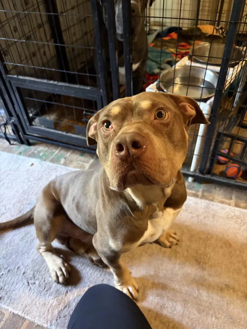 An adult medium-sized male American Staffordshire Terrier dog named Brownie for adoption in San Diego, CA
