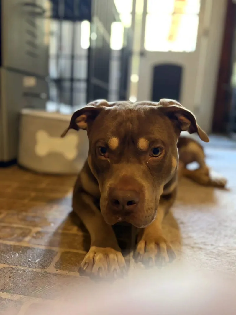 Brownie thumbnail 3