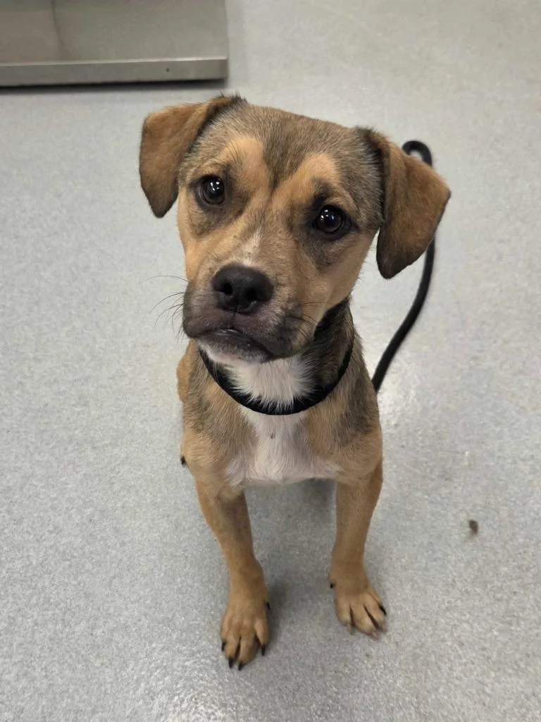 A baby medium-sized male Pit Bull Terrier dog named Bart Simpson for adoption in Chillicothe, OH