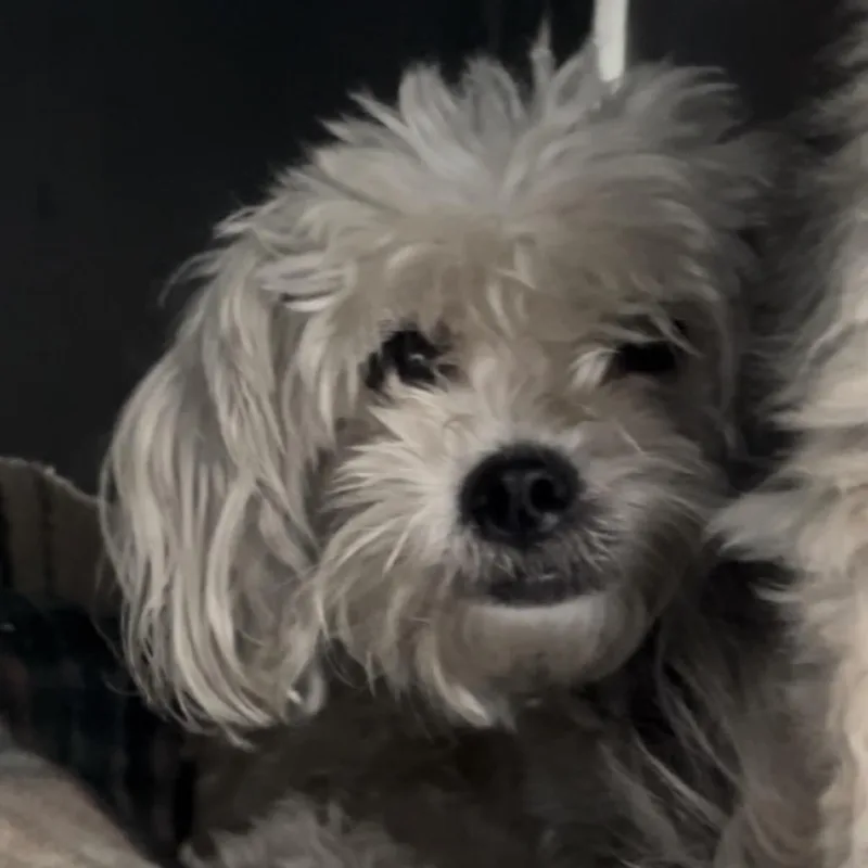 An adult small-sized female White / Cream Shih Tzu dog named Coqueta for adoption in Mission Hills, CA