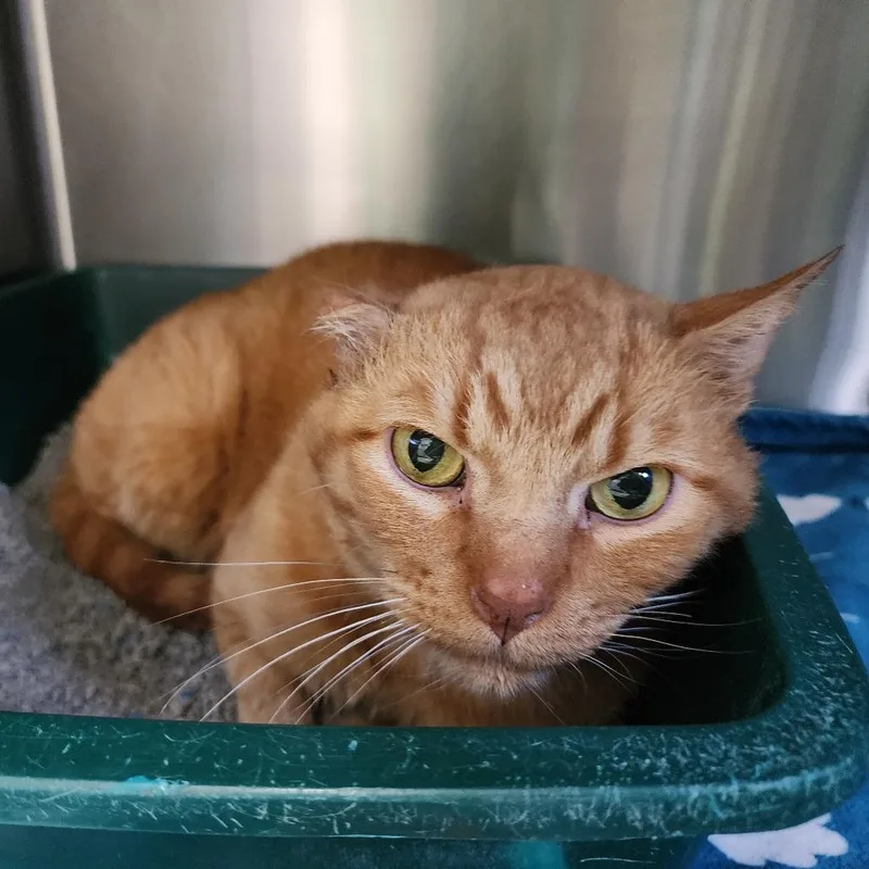 A senior large-sized male Orange / Red Domestic Short Hair cat named Father Thomas for adoption in Dixon, IL