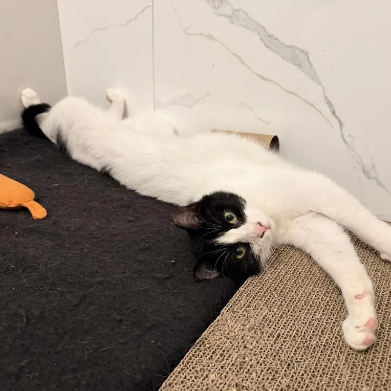 A baby small-sized female Black Domestic Short Hair cat named Billy Batts for adoption in Middle Village, NY