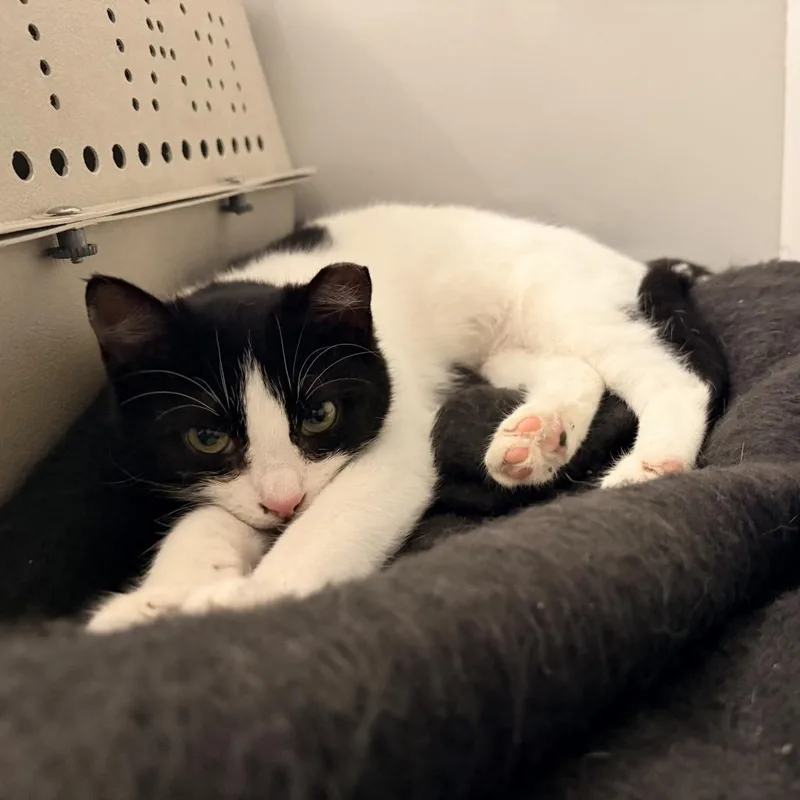 Billy Batts thumbnail 2