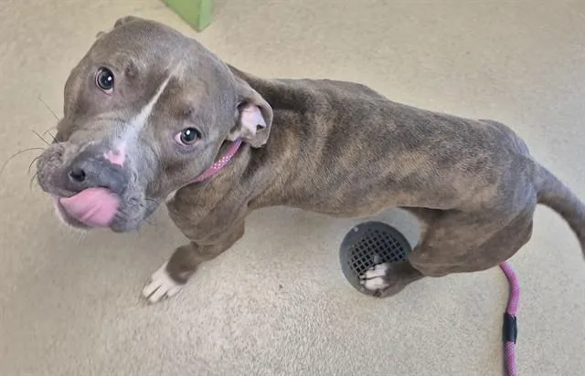 An adult medium-sized male Pit Bull Terrier dog named Homie for adoption in Decatur, IL