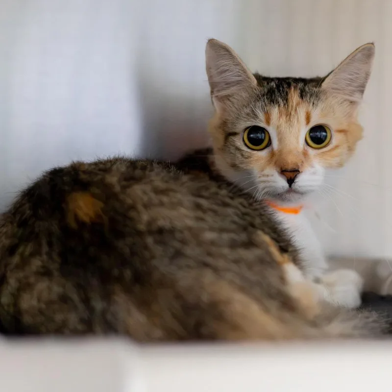 A young medium-sized female Calico Domestic Medium Hair cat named Sunny for adoption in Newark, DE