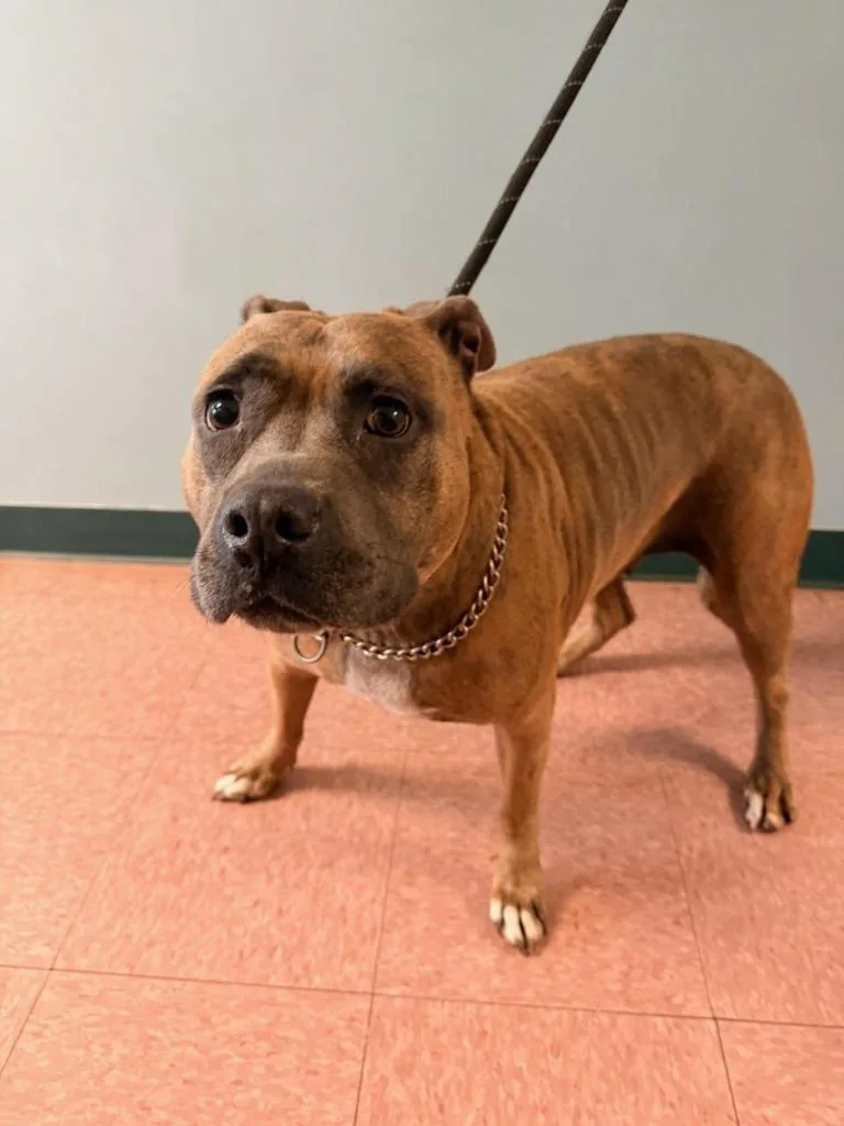 A young medium-sized female Pit Bull Terrier dog named Kylie for adoption in Wabash, IN