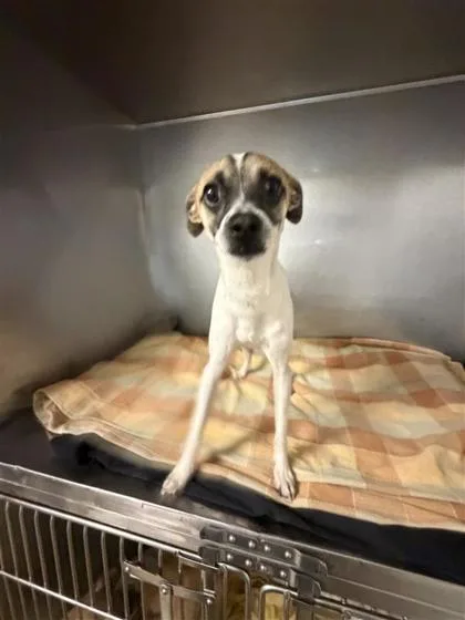 An adult small-sized male Mixed Breed dog named Hugo for adoption in West Chester, PA