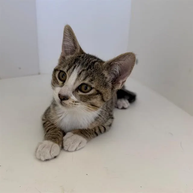 A baby small-sized female Domestic Short Hair cat named Diana for adoption in Ontario, CA