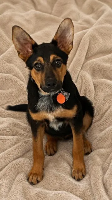 Deacon