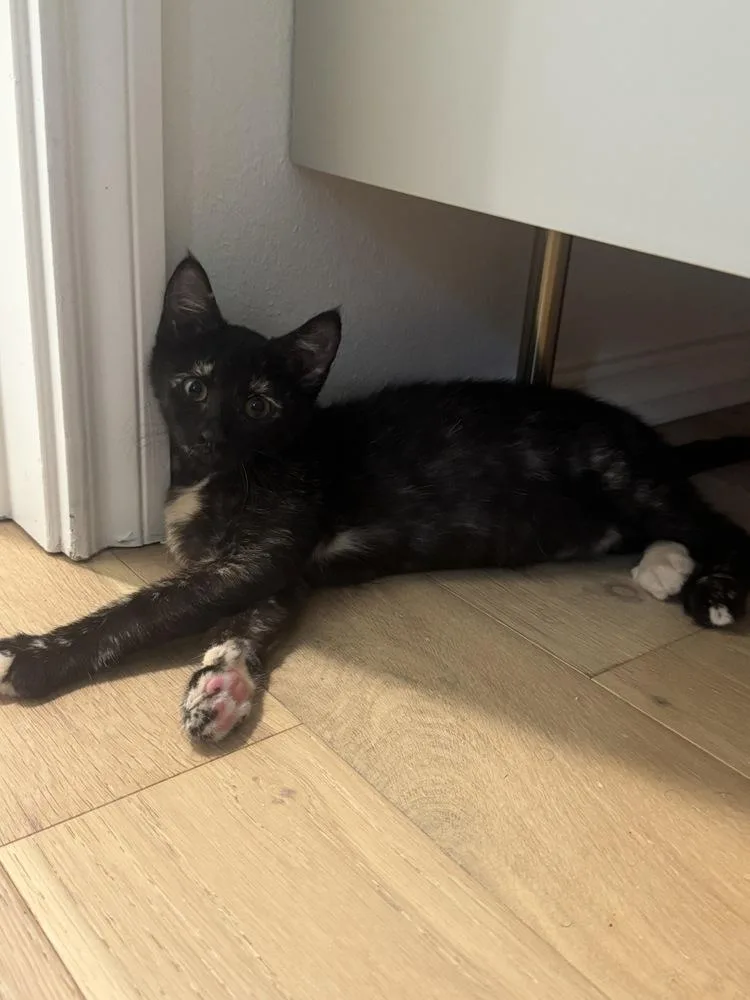 A baby small-sized female Domestic Short Hair cat named Tinker for adoption in Austin, TX