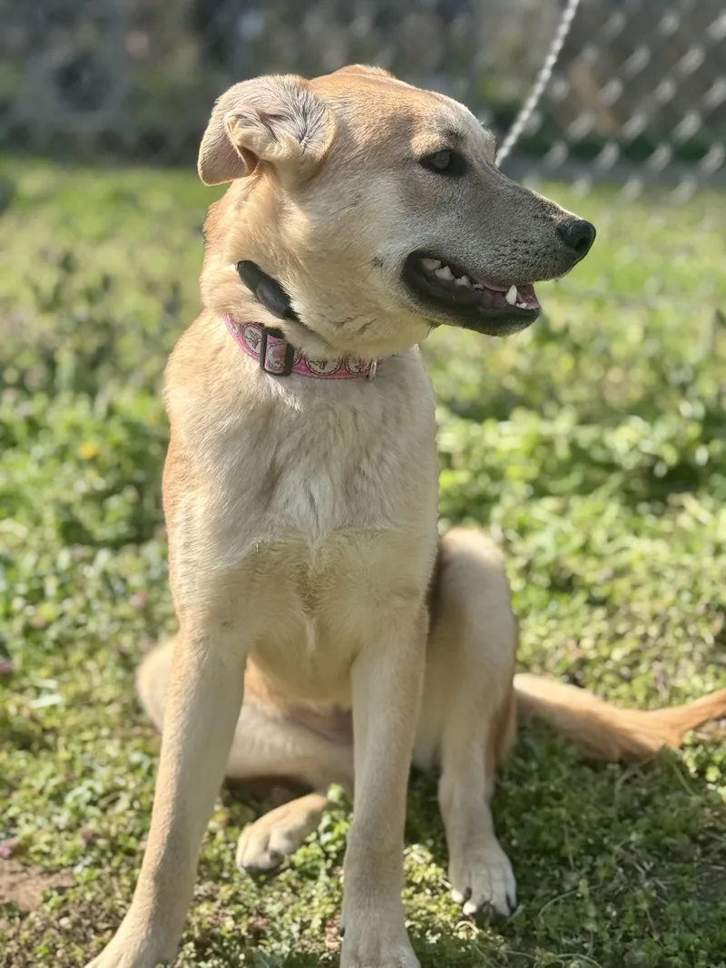 A young medium-sized female Shepherd dog named Julie for adoption in Honeoye Falls, NY