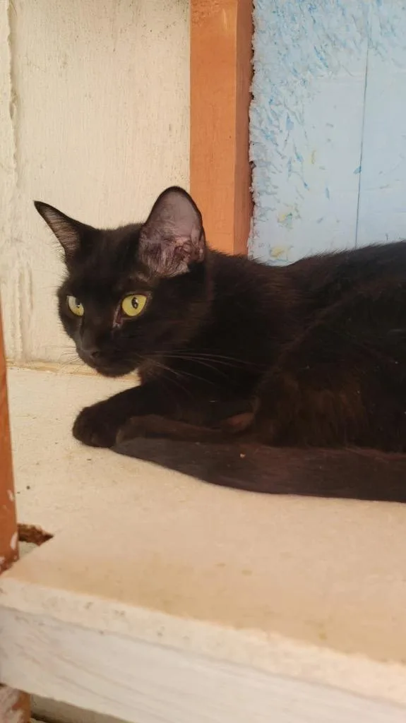 A young medium-sized female Domestic Short Hair cat named Raven for adoption in Ogden, UT