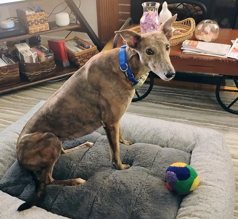 An adult medium-sized female Brindle Greyhound dog named Molly for adoption in Ware, MA