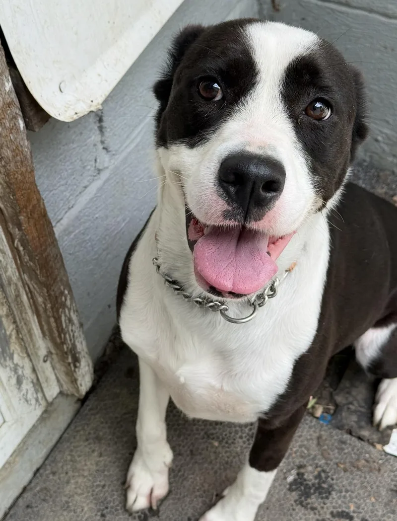 An adult medium-sized female White / Cream Mixed Breed dog named Rosie for adoption in Middlefield , OH