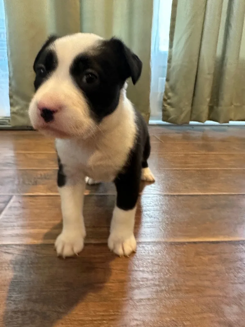 Rosie thumbnail 2