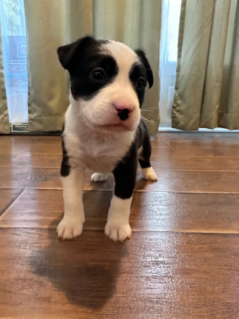 Rosie thumbnail 3