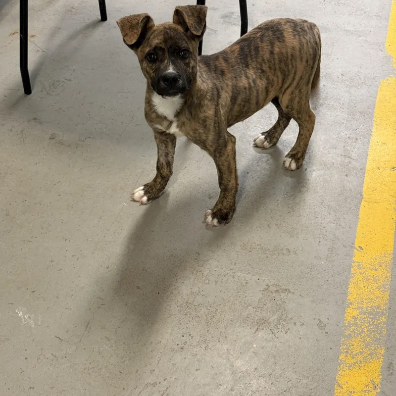 A baby medium-sized male Brindle Mixed Breed dog named Sawyer F for adoption in Phoenix, AZ