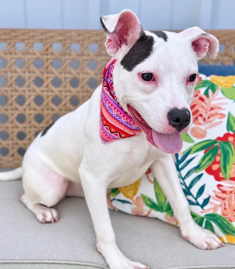 A young medium-sized female White / Cream Pit Bull Terrier dog named Stevie for adoption in Effingham, IL