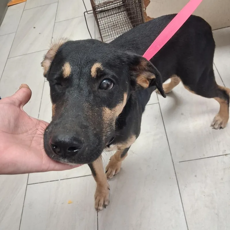 A young medium-sized male Labrador Retriever dog named Dunkin for adoption in Lufkin, TX