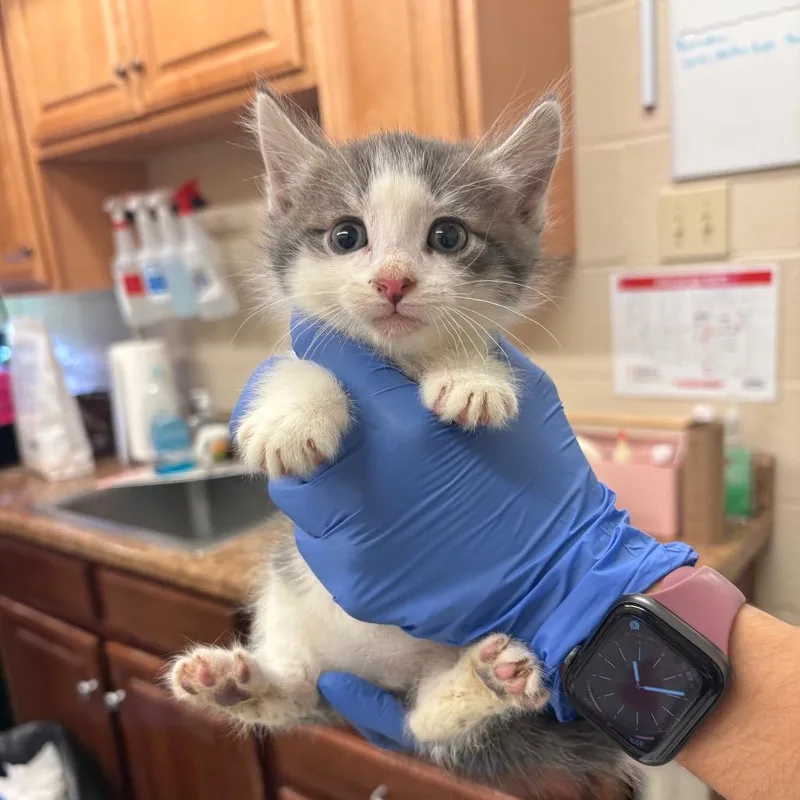 A baby small-sized male Gray / Blue / Silver Domestic Short Hair cat named Cold Brew for adoption in Birdsboro, PA