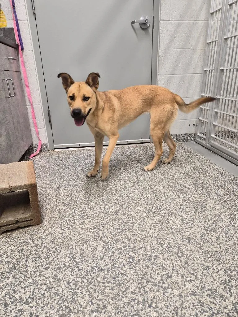 A young medium-sized female Shepherd dog named Ritz for adoption in Mustang, OK