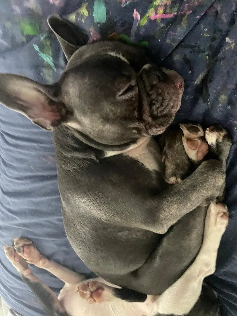 A young small-sized male Black Boston Terrier dog named Charlie in MO for adoption in Elkhorn, NE