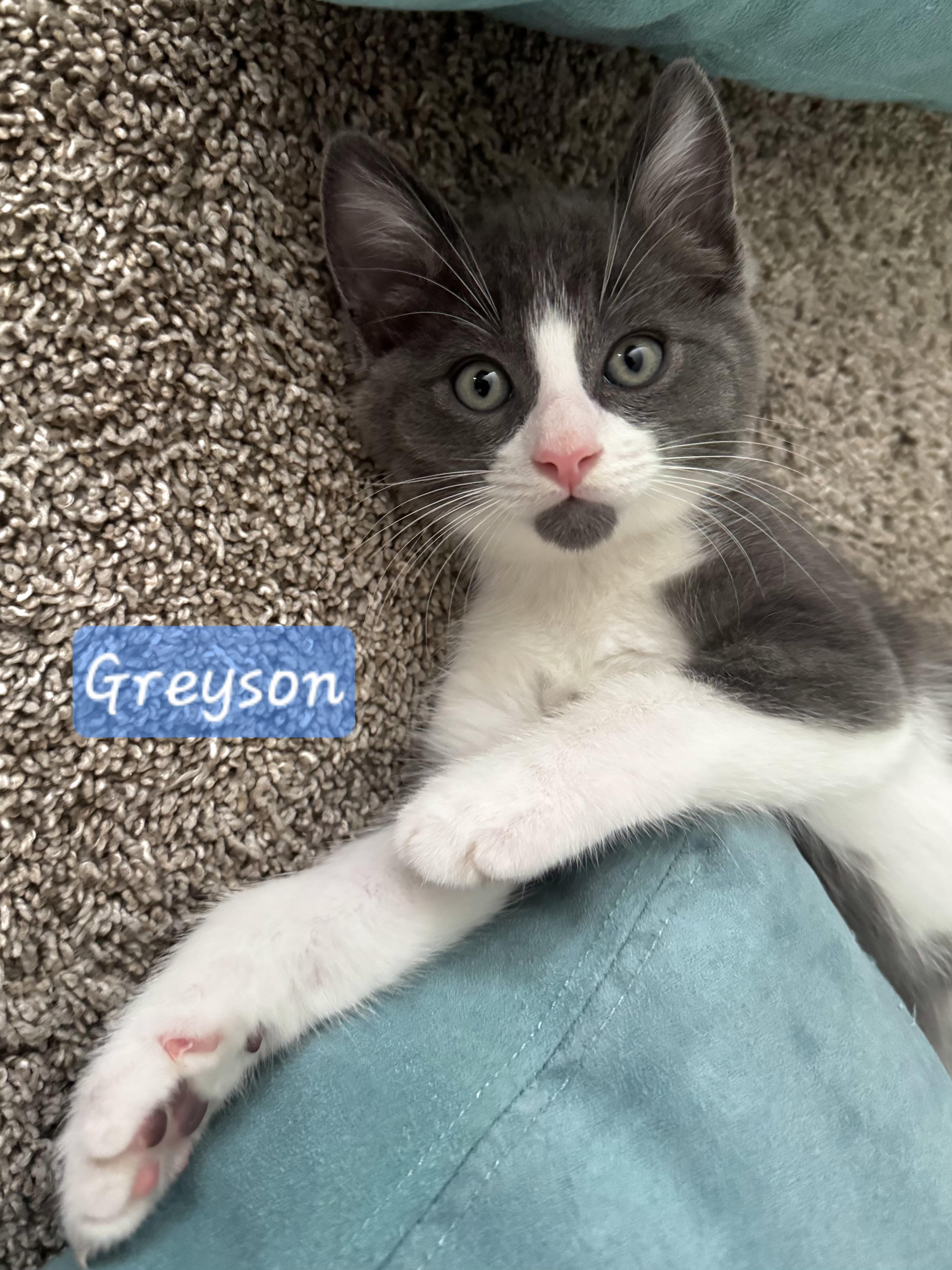 Greyson