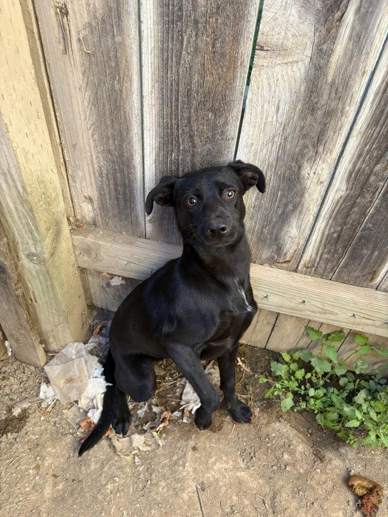 A baby medium-sized female Whippet dog named Salem for adoption in Newman, CA