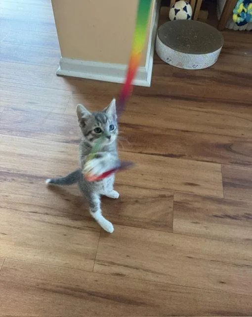 A young medium-sized female Domestic Short Hair cat named Violet for adoption in Rochester, NY