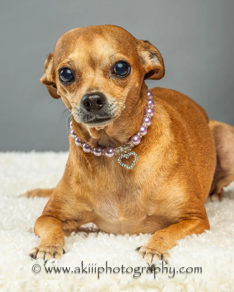 An adult small-sized female Apricot / Beige Chihuahua dog named Cassie for adoption in Plano, TX