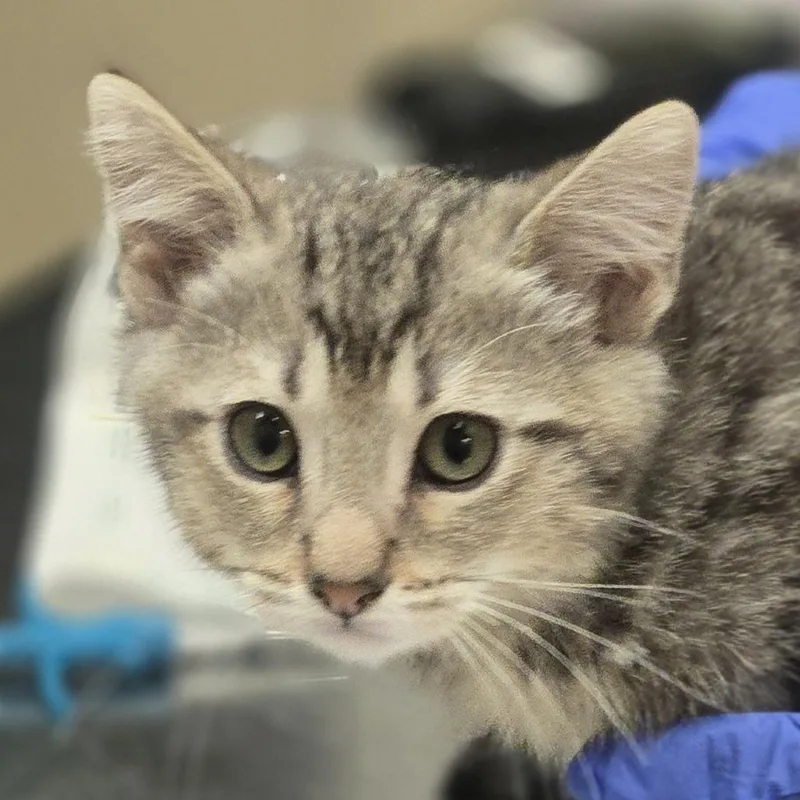 A baby small-sized male Brown / Chocolate Domestic Short Hair cat named Tony for adoption in Wickenburg, AZ