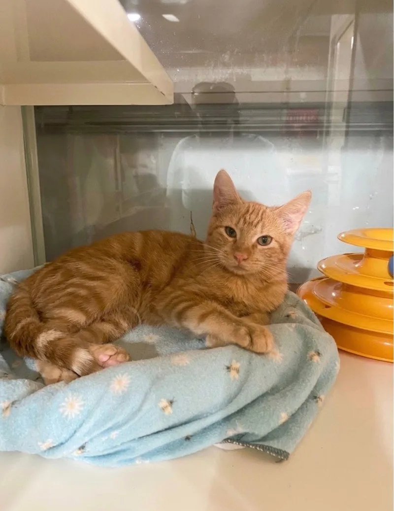 A young medium-sized male Orange / Red Domestic Short Hair cat named Butch for adoption in Hammond, LA