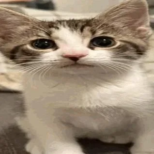A baby small-sized male Gray / Blue / Silver Domestic Short Hair cat named Spike for adoption in New York, NY