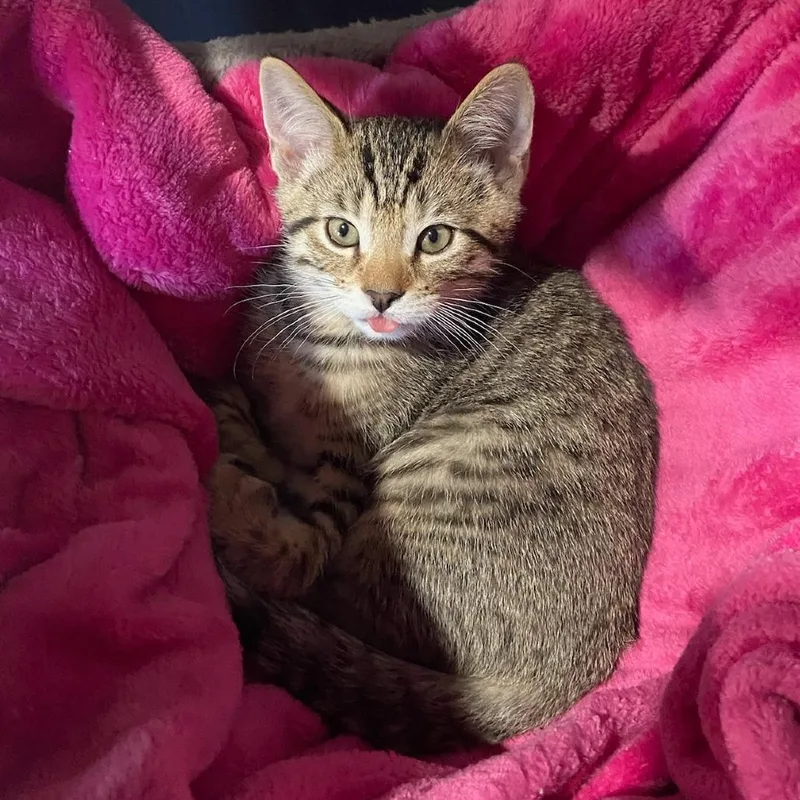 A baby small-sized male Brown / Chocolate Domestic Short Hair cat named Banks for adoption in Hopkinton, MA