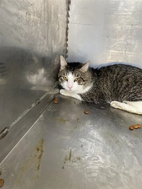 A young medium-sized male Domestic Short Hair cat named Chip for adoption in Bakersfield, CA