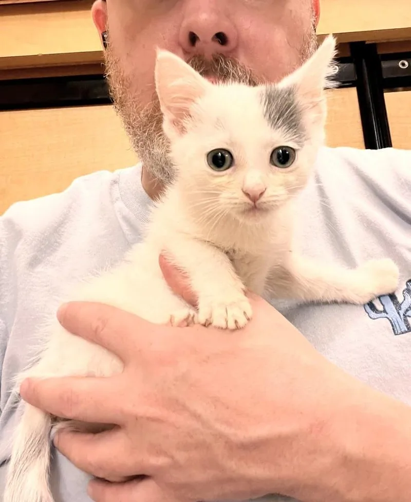 A baby small-sized female Black & White / Tuxedo Domestic Short Hair cat named Carrie for adoption in Patchogue, NY