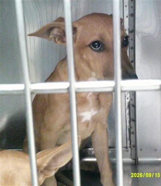 A baby small-sized male Labrador Retriever dog named Zack for adoption in Oklahoma City, OK