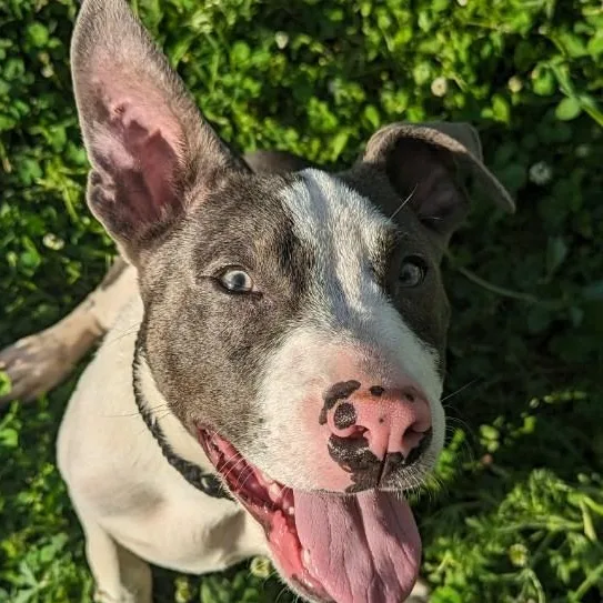 A young medium-sized male Pit Bull Terrier dog named Arrow Dragon for adoption in Greenfield, TN