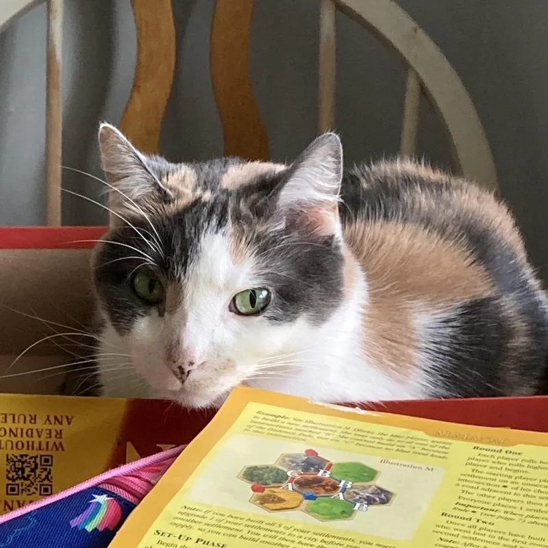 A senior small-sized female Calico Domestic Short Hair cat named M'lady for adoption in Rochester, MN