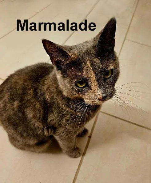 Marmalade Fuhr. thumbnail 2