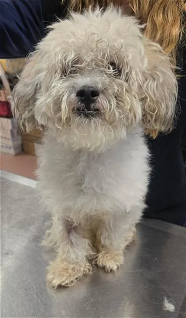 An adult small-sized male Mixed Breed dog named Benji for adoption in Columbia, SC