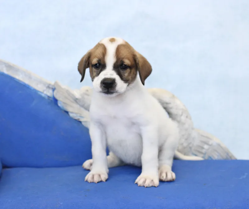 A baby large-sized female White / Cream German Shepherd Dog dog named Pearl for adoption in Simsbury, CT