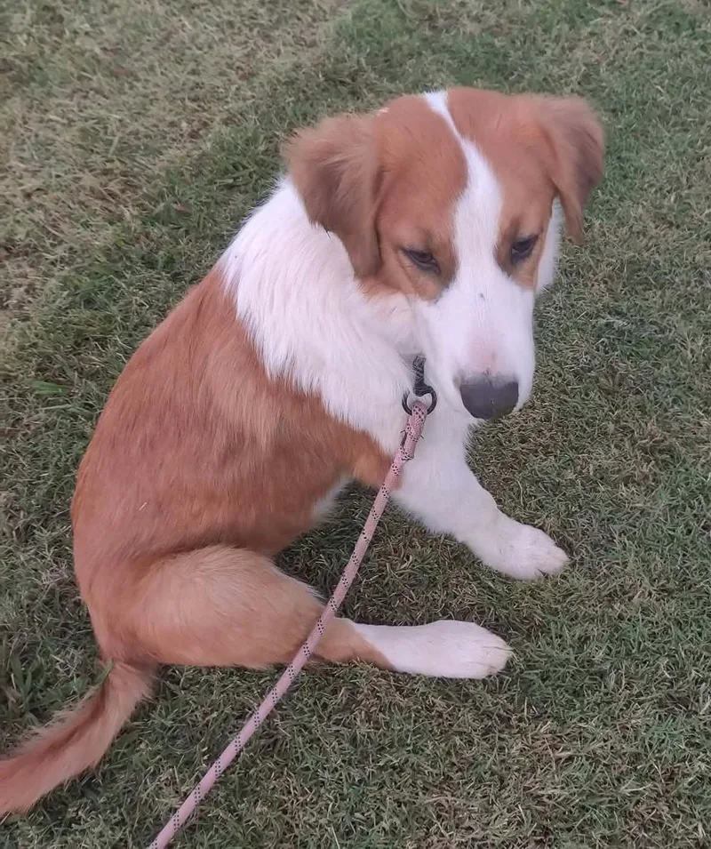 A baby large-sized female Red / Chestnut / Orange Great Pyrenees dog named Zora for adoption in Kiowa, OK