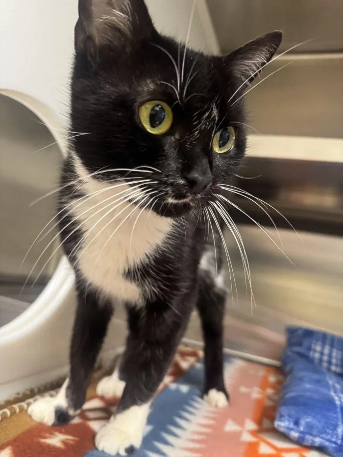 An adult small-sized female Black & White / Tuxedo Domestic Short Hair cat named Got Milk for adoption in Hilton Head Island, SC
