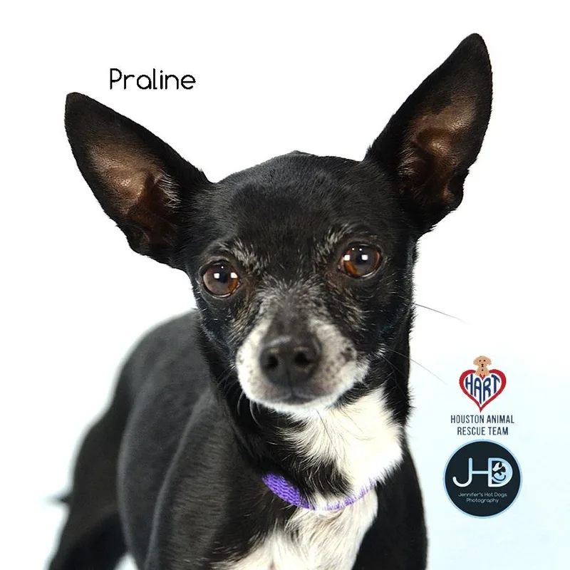 An adult small-sized female Chihuahua dog named Praline for adoption in Hockley, TX